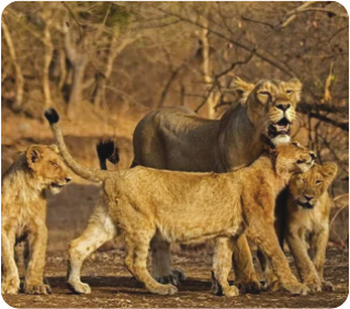 Gir Na onal Park